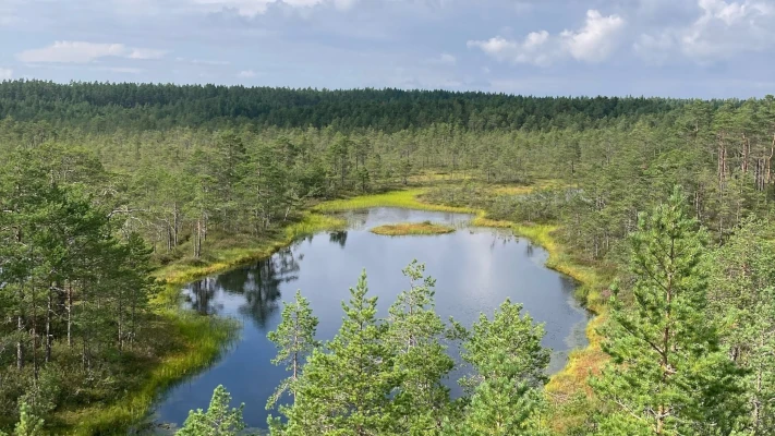 Pantano en el parque nacional Lahemaa